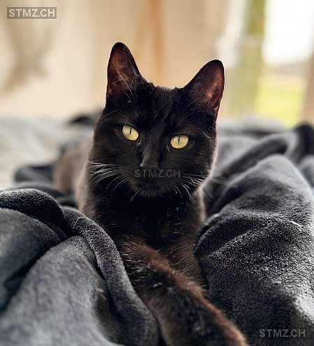 Nala — Hauskatze ♀, Vermisst seit 31.03.2026, Roggwil BE (BE)