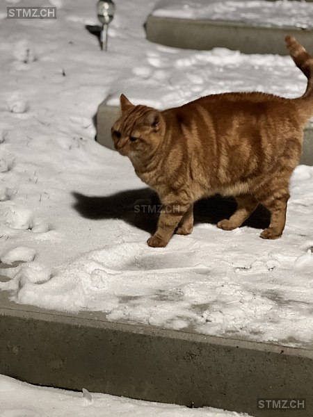 Finley — Hauskatze ♂, Vermisst seit 24.03.2026, Brünisried (FR)