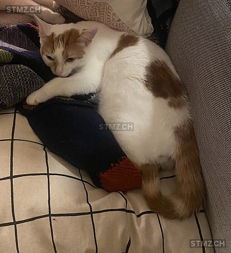 Charlie — Hauskatze ♀, Vermisst seit 30.03.2026, Adliswil (ZH)