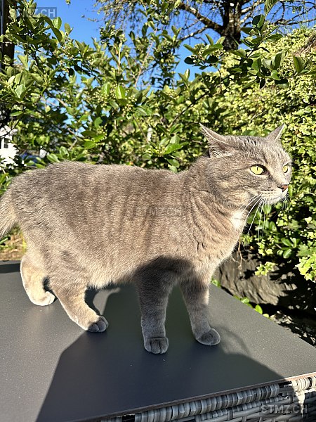 Zafira — Hauskatze ♀, Vermisst seit 31.03.2026, Marbach SG (SG)