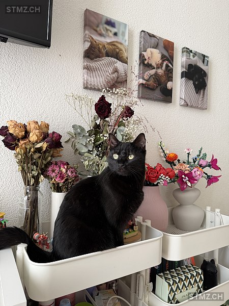 Blu — Hauskatze ♀, Vermisst seit 02.04.2026, Adliswil (ZH)