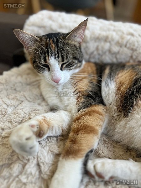 Raya — Hauskatze ♀, Vermisst seit 31.03.2026, Domat/Ems (GR)