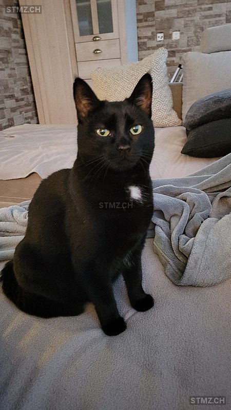 Milly — Hauskatze ♀, Vermisst seit 30.03.2026, Bäch SZ (SZ)