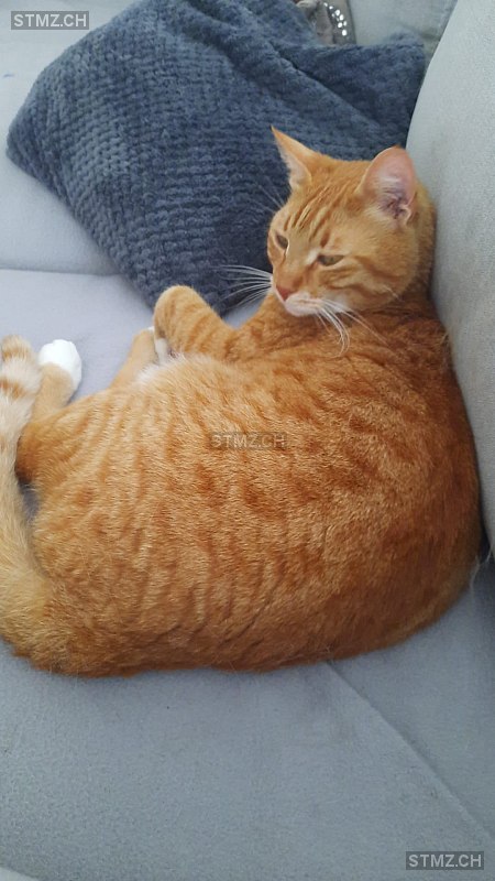 Pepe — Hauskatze ♂, Vermisst seit 30.03.2026, Bäch SZ (SZ)