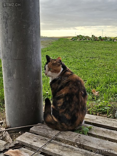 Mia — Hauskatze ♀, Vermisst seit 19.03.2026, Zeiningen (AG)