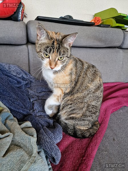 Sky — Hauskatze ♀, Vermisst seit 01.04.2026, Seelisberg (UR)