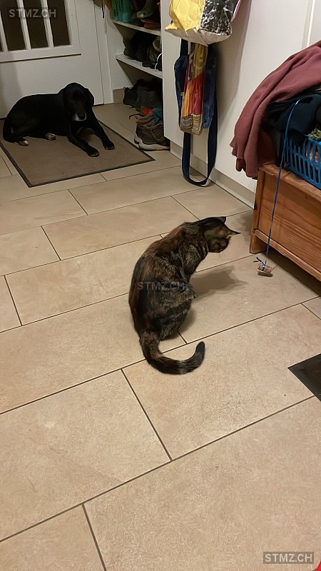 Rosalind — Hauskatze ♀, Vermisst seit 30.03.2026, Rütschelen (BE)