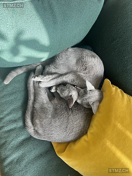 Max — Russisch Blau ♂, Vermisst seit 02.04.2026, Zürich (ZH)