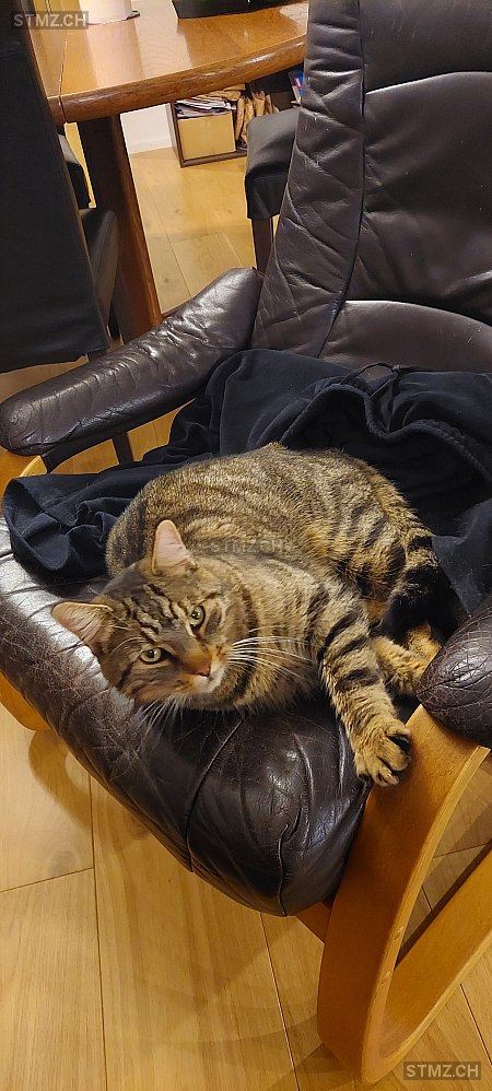 Gandi — Hauskatze ♂, Vermisst seit 25.03.2026, Zürich (ZH)