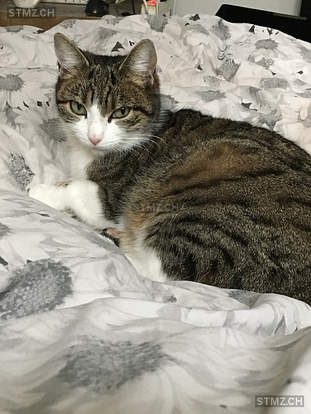 Beibi — Hauskatze ♀, Vermisst seit 16.03.2026, Bern (BE)