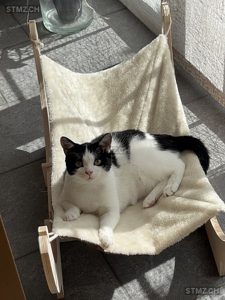 Momo — Hauskatze ♀, Vermisst seit 03.04.2026, Seon (AG)