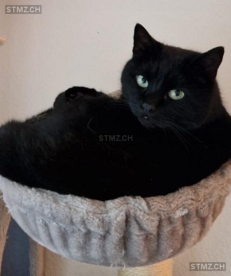 SIMBA — Hauskatze ♂, Vermisst seit 02.04.2026, Schwyz (SZ)