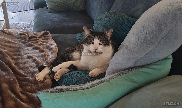 Minou / Nemo — Hauskatze ♂, Vermisst seit 01.04.2026, Bleienbach (BE)