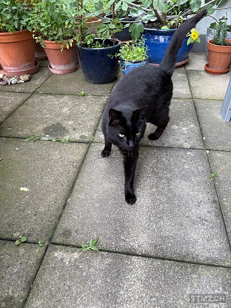 Blacky/Filou — Hauskatze ♂, Vermisst seit 10.12.2025, Fislisbach (AG)