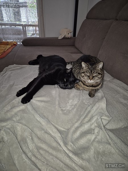 Jaimee — Hauskatze ♀, Vermisst seit 02.04.2026, Kehrsatz (BE)