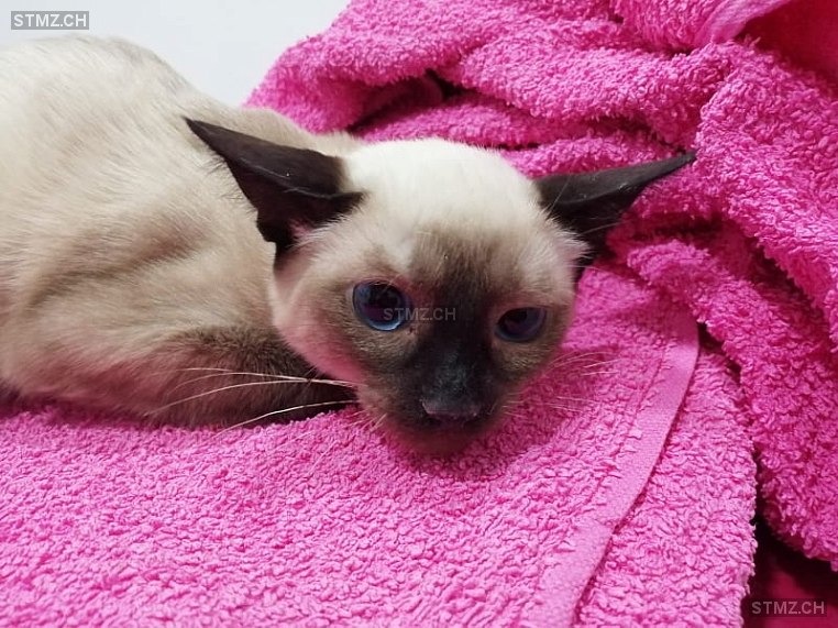 Arabia — Siamkatze ♀, Vermisst seit 23.10.2023, Suhr (AG)