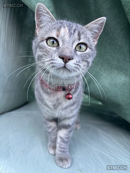 Shila — Hauskatze ♀, Vermisst seit 28.03.2026, Eschenbach LU (LU)