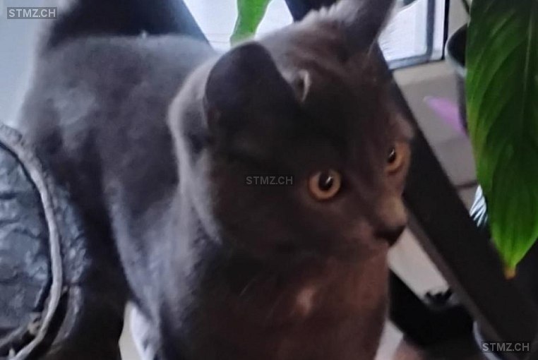 Apa — Hauskatze ♀, Vermisst seit 29.03.2026, Fontaines NE (NE)