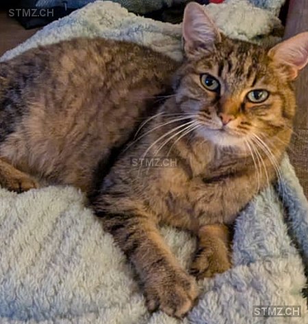 Kwasi — Hauskatze ♂, Vermisst seit 17.03.2026, Altstätten (SG)