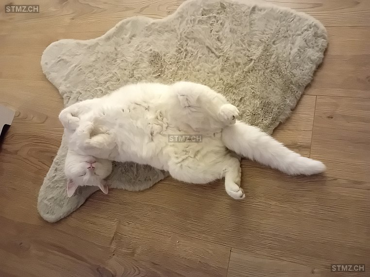 Milo — Hauskatze ♂, Vermisst seit 02.04.2026, Thayngen (SH)