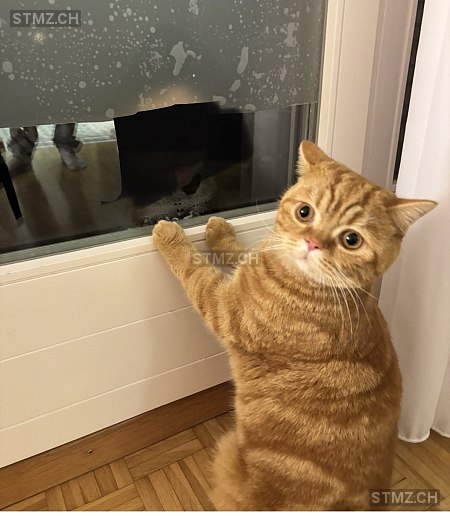 Toffee — British Kurzhaar ♂, Vermisst seit 02.04.2026, Burgdorf (BE)