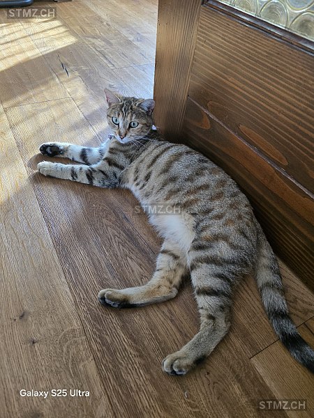 Yumi — Bengalen ♀, Vermisst seit 01.03.2026, Vuisternens-devant-Romont (FR)