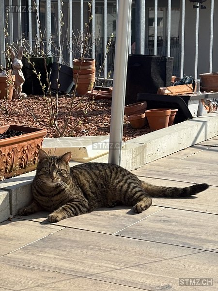 Charlie — Hauskatze ♂, Vermisst seit 02.04.2026, Staufen (AG)