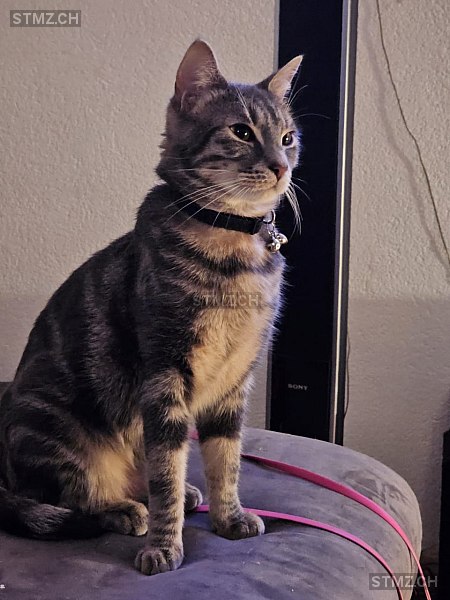 Ganja — Hauskatze ♂, Vermisst seit 01.04.2025, Sion (VS)