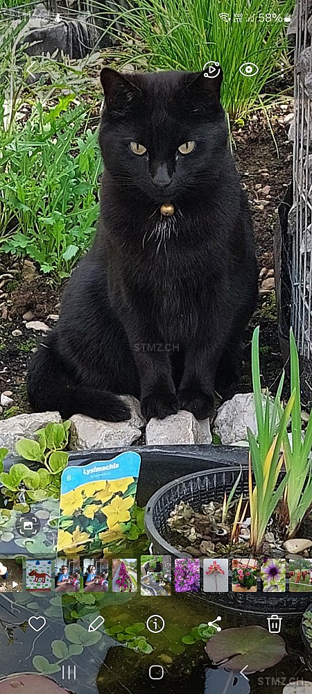 Nora — Hauskatze ♀, Vermisst seit 02.04.2026, Reutigen (BE)