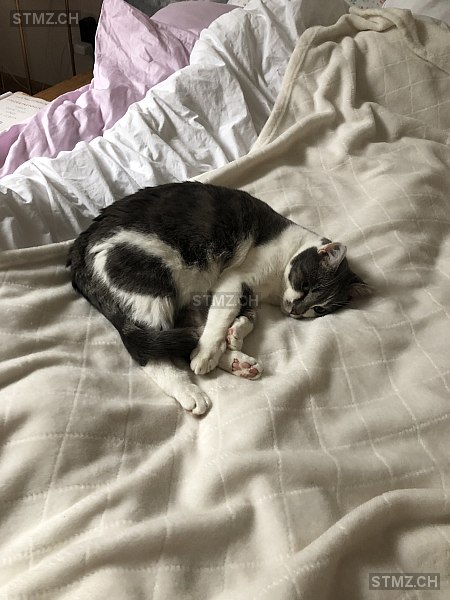 Choupinette — Hauskatze ♀, Vermisst seit 28.03.2026, Basel (BS)