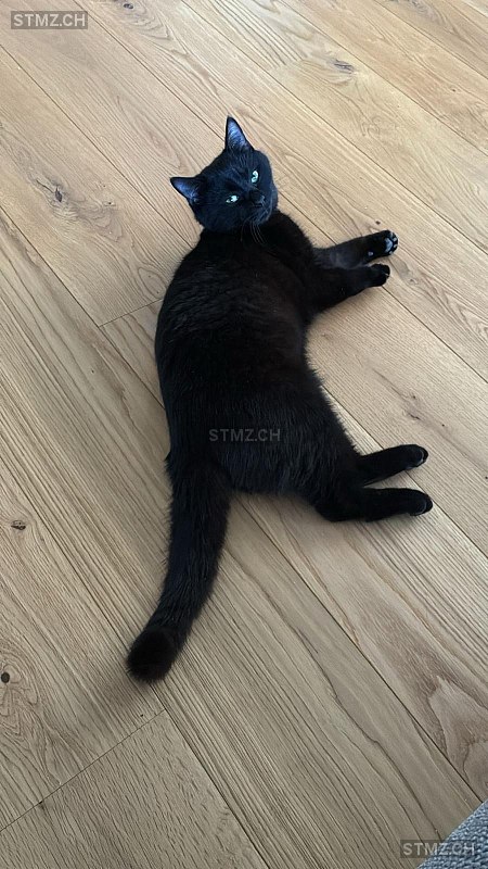 MAXI — Hauskatze ♂, Vermisst seit 02.04.2026, Boll (BE)