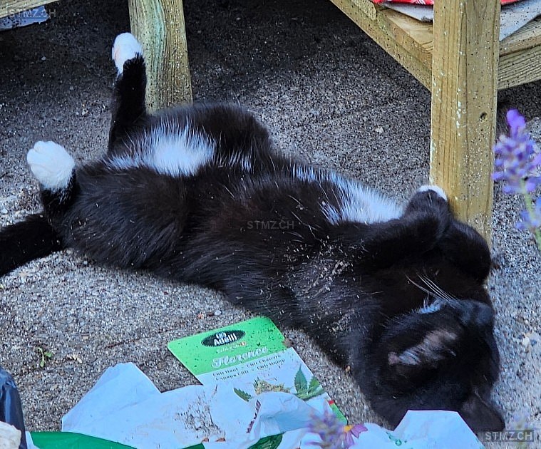 Mausi — Hauskatze ♀, Vermisst seit 01.04.2026, Ebnat-Kappel (SG)