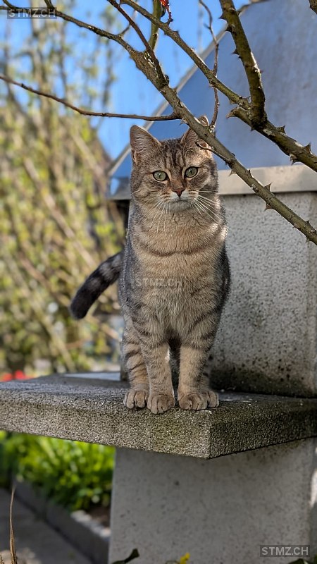 Theo — Hauskatze ♂, Vermisst seit 30.03.2026, Hochfelden (ZH)