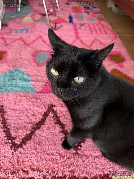 Mogli — Hauskatze ♂, Vermisst seit 03.04.2026, Zumikon (ZH)