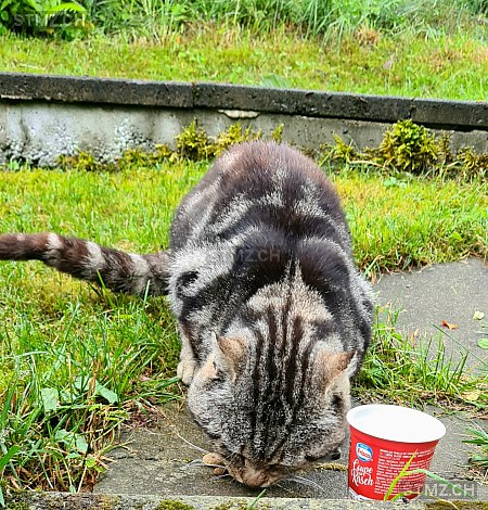 Herr Martin — Hauskatze ♂, Vermisst seit 01.02.2026, Buttwil (AG)