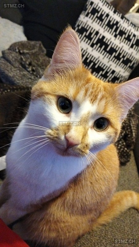 Nala — Hauskatze ♀, Vermisst seit 03.04.2026, Siebnen (SZ)