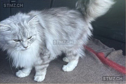 Chilly Bean — Perser ♂, Vermisst seit 03.04.2026, Appenzell (AI)