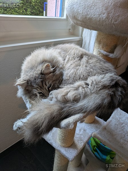 Smooky — Ragdoll Blue Mitted ♂, Vermisst seit 03.04.2026, Orsières (VS)