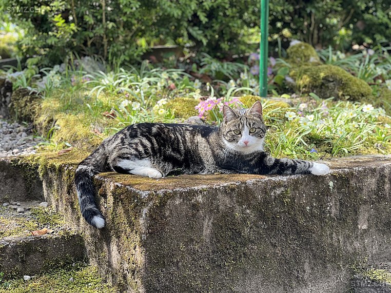 Lino — Hauskatze ♂, Vermisst seit 04.04.2026, Bern (BE)