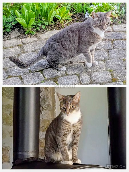 Söckli — Hauskatze ♀, Vermisst seit 04.04.2026, Bolligen (BE)