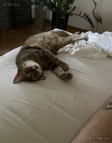 Lisa — Hauskatze ♀, Vermisst seit 03.04.2026, Bern (BE)