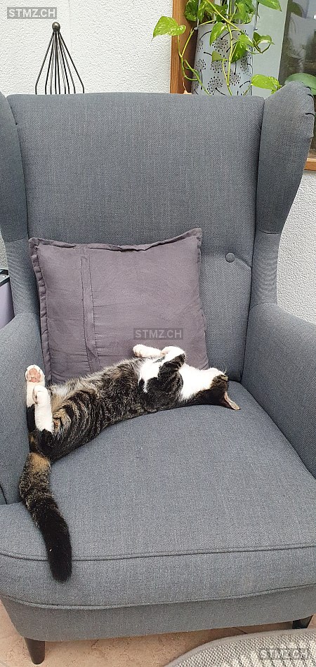 Sarah Hunziker — Hauskatze ♂, Vermisst seit 04.04.2026, Wynau (BE)