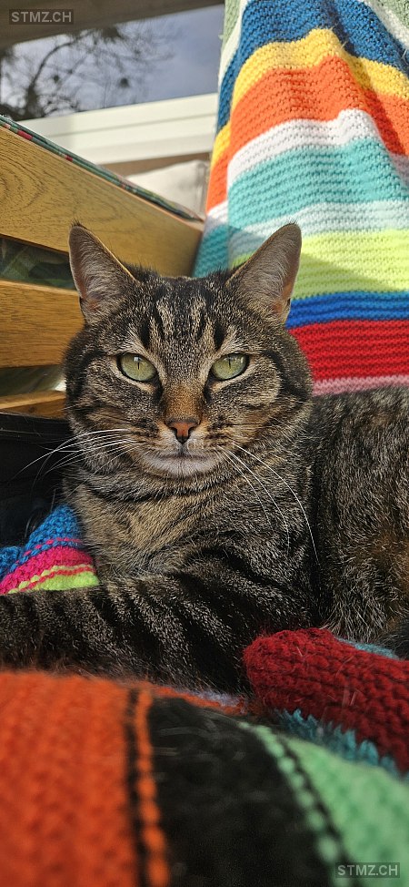 Mo — Hauskatze ♀, Vermisst seit 05.04.2026, Arlesheim (BL)