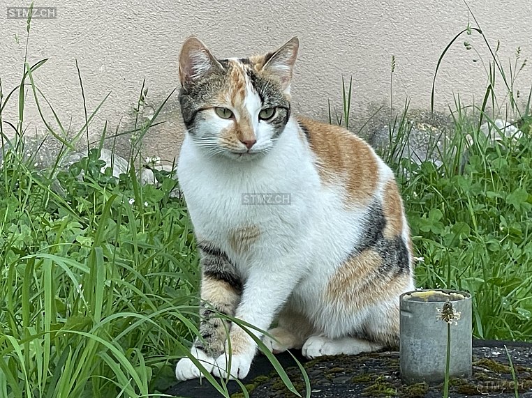Carlina — Hauskatze ♀, Vermisst seit 30.03.2026, Oeschgen (AG)