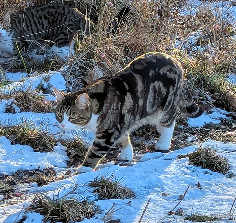 Floki — Maine Coon ♂, Vermisst seit 03.04.2026, Wiedlisbach (BE)