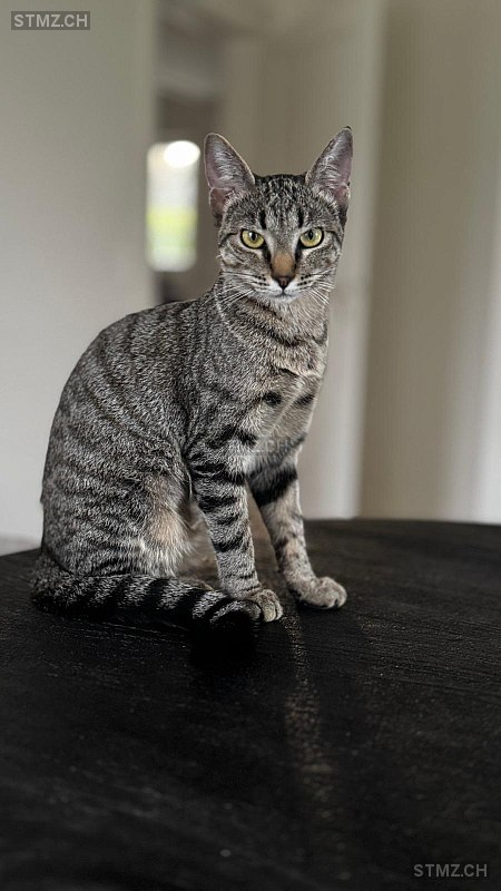 FENDI — Hauskatze ♀, Vermisst seit 03.04.2026, Echichens (VD)