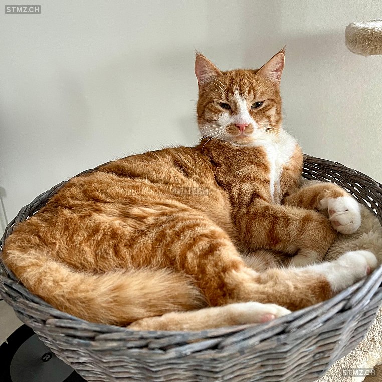 Momo — Hauskatze ♂, Vermisst seit 14.03.2026, Neunkirch (SH)