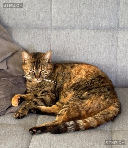 Pici — Hauskatze ♀, Vermisst seit 02.04.2026, Magden (AG)