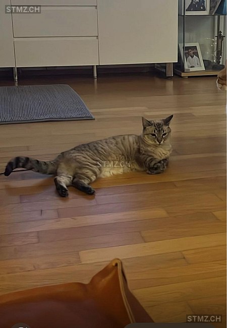 Mia — Hauskatze ♀, Vermisst seit 28.03.2026, Cazis (GR)