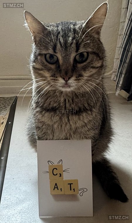 Beau — Hauskatze ♂, Vermisst seit 05.04.2026, Disentis/Mustér (GR)